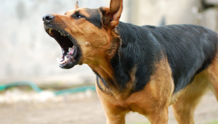 В Билимбае собаки с симптомами бешенства покусали мужчину