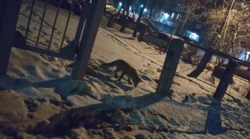 По улицам Первоуральска гуляла лиса