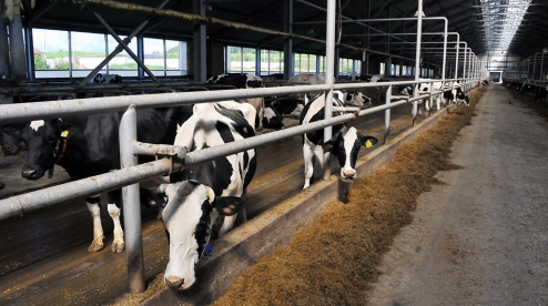 Свердловская область вышла на рекордное производство молока