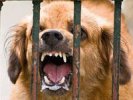 В городе Первоуральске зарегистрирован случай заболевания бешенством среди домашних животных