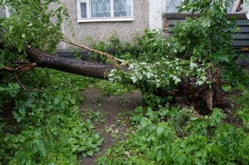 Сломавшееся дерево чуть не угодило в квартиру жительницы Первоуральска