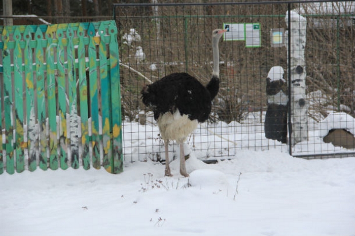 Первоуральский зоопарк готовится к зиме
