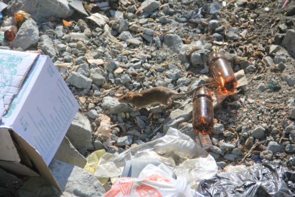 У мусорных баков возле детского сада в Первоуральске расплодились крысы