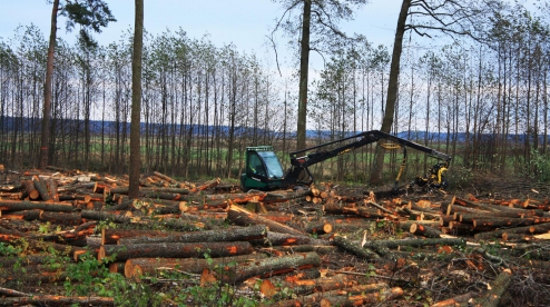 Прокуратура решила "вразумить" полицию Первоуральска из-за резонансного дела о рубке леса