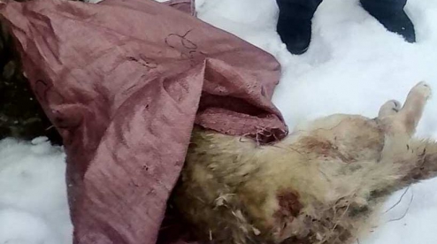 В Первоуральске где проходит городская лыжня нашли трупы собак