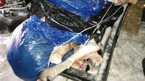Первоуральский полицейский с чужой лицензией убил двух лосей законно