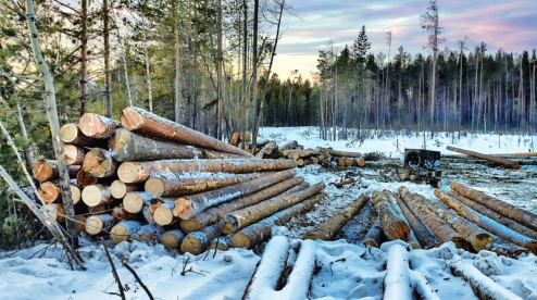400 тысяч кубов леса ежегодно вырубают в Первоуральске