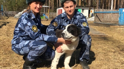 Щенки из Первоуральска будут охранять заключенных в Кировской области