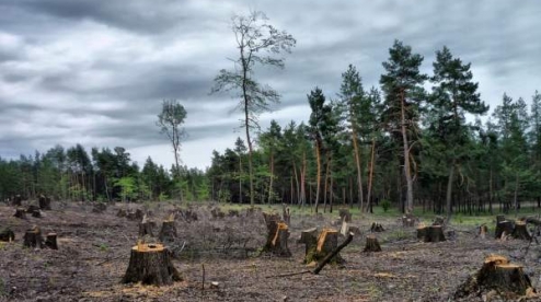 ОНФ в Свердловской области добился пересмотра размера ущерба от незаконной вырубки леса в Первоуральске