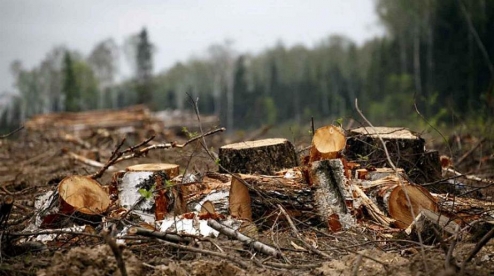 Уралец, незаконно срубивший 220 деревьев, отправится в колонию