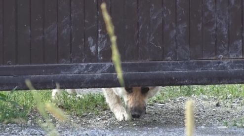 Жители сада под Первоуральском страдают от агрессивной собаки