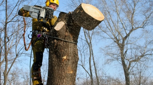В этом году в Первоуральске кронируют 700 деревьев