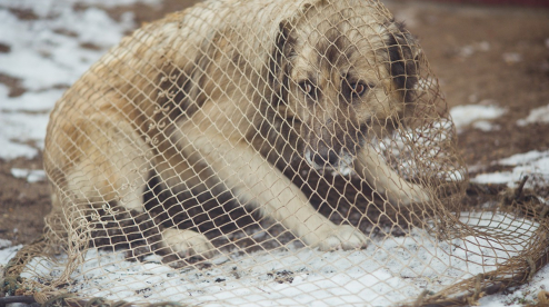 На отлов собак в Первоуральске потратят 3 млн рублей