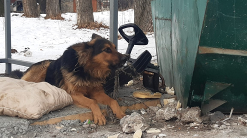 В Первоуральске собаку привязали к мусорки и оставили...