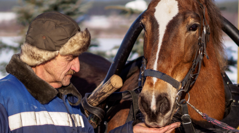 В Первоуральске для полицейских лошадей ищут конюха