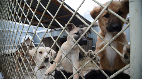 В Первоуральске приюту для бездомных животных подняли арендную плату за землю в 10 раз