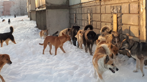 Администрация Первоуральска отчитались о борьбе с бродячими собаками