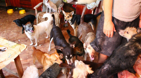 В Первоуральске суд постановил убрать животных из квартиры женщины